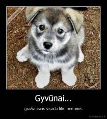 Gyvūnai... - gražiausias visada liks benamis