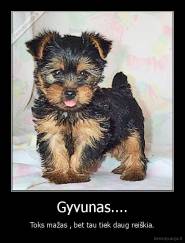 Gyvunas.... - Toks mažas , bet tau tiek daug reiškia.