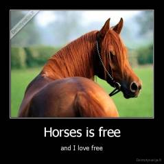 Horses is free - and I love free