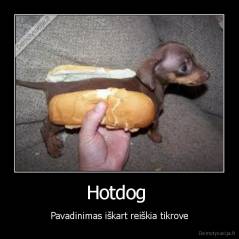 Hotdog  - Pavadinimas iškart reiškia tikrove