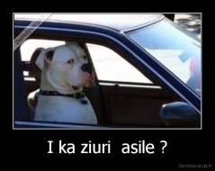 I ka ziuri  asile ? - 