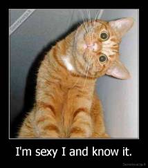 I'm sexy I and know it. - 