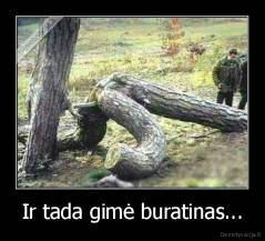 Ir tada gimė buratinas... - 