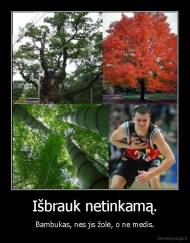 Išbrauk netinkamą. - Bambukas, nes jis žolė, o ne medis.