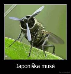 Japoniška musė - 