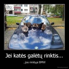 Jei katės galėtų rinktis... - ..jos rinktųsi BMW