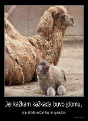 Jei kažkam kažkada buvo įdomu, - kaip atrodo mažas kupranugariukas 