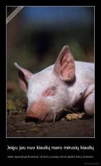 Jeigu jau nuo kiaulių maro mirusių kiaulių - mėsa nepavojinga žmonėms, tai žiurkių nuodus reikia naudoti vietoj citramono