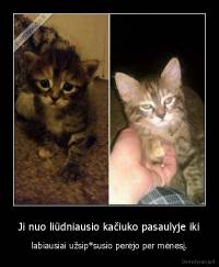 Ji nuo liūdniausio kačiuko pasaulyje iki - labiausiai užsip*susio perėjo per mėnesį.