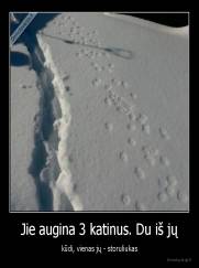 Jie augina 3 katinus. Du iš jų - kūdi, vienas jų - storuliukas