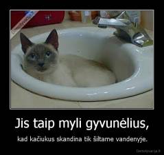 Jis taip myli gyvunėlius, - kad kačiukus skandina tik šiltame vandenyje.