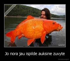 Jo nora jau ispilde auksine zuvyte - 