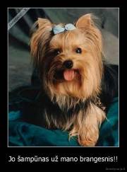 Jo šampūnas už mano brangesnis!! - 