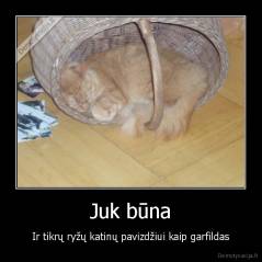 Juk būna - Ir tikrų ryžų katinų pavizdžiui kaip garfildas