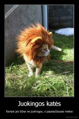 Juokingos katės - Kartais jos būna ne juokingos, o paprasčiausiai mielos