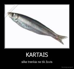KARTAIS - silke trenkia ne tik žuvis