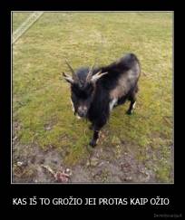 KAS IŠ TO GROŽIO JEI PROTAS KAIP OŽIO  - 