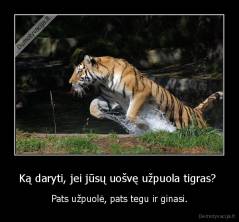 Ką daryti, jei jūsų uošvę užpuola tigras?  - Pats užpuolė, pats tegu ir ginasi.