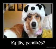 Ką jūs, pandikės? - 