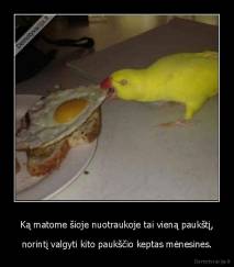 Ką matome šioje nuotraukoje tai vieną paukštį, - norintį valgyti kito paukščio keptas mėnesines.