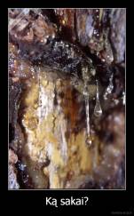 Ką sakai? - 