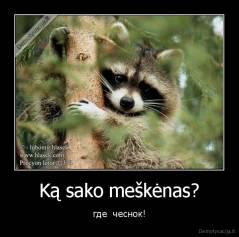 Ką sako meškėnas? - где  чеснок!