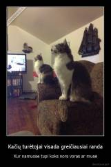 Kačių turėtojai visada greičiausiai randa - Kur namuose tupi koks nors voras ar musė