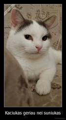 Kaciukas geriau nei suniukas - 