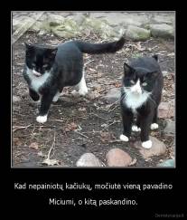 Kad nepainiotų kačiukų, močiutė vieną pavadino - Miciumi, o kitą paskandino.