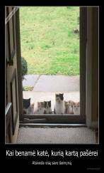 Kai benamė katė, kurią kartą pašėrei - Atsiveda visą savo šeimyną