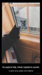 Kai įsigijome katę, niekaip negalėjome suprasti, - ko aplink namus pradėjo trintis meškėnas