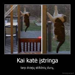 Kai katė įstringa - tarp dviejų stilklinių durų.