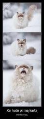 Kai katė pirmą kartą - atranda sniegą.