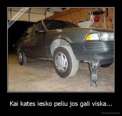 Kai kates iesko peliu jos gali viska... - 