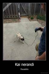 Kai nerandi - Pavadėlio