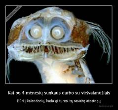 Kai po 4 mėnesių sunkaus darbo su viršvalandžiais - žiūri į kalendorių, kada gi turėsi tą savaitę atostogų