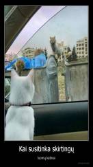 Kai susitinka skirtingų - luomų katinai