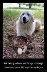 Kai tavo gyvūnas ant tavęs užmiega - ir tave apima baimė, kad netyčia jo nepakeltum.