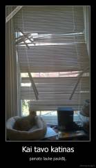 Kai tavo katinas - pamato lauke paukštį.