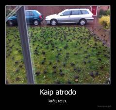 Kaip atrodo - kačių rojus.