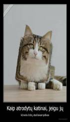 Kaip atrodytų katinai, jeigu jų - kūnelis būtų stačiakampiškas