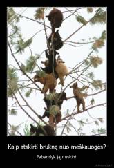 Kaip atskirti bruknę nuo meškauogės? - Pabandyk ją nuskinti