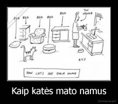 Kaip katės mato namus - 
