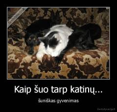 Kaip šuo tarp katinų... - šuniškas gyvenimas