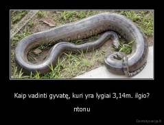 Kaip vadinti gyvatę, kuri yra lygiai 3,14m. ilgio? - πtonu