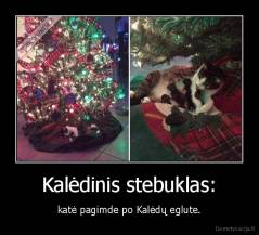 Kalėdinis stebuklas: - katė pagimde po Kalėdų eglute.
