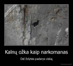Kalnų ožka kaip narkomanas - Dėl žolytės padarys viską
