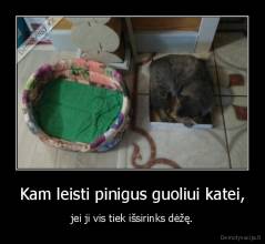 Kam leisti pinigus guoliui katei, - jei ji vis tiek išsirinks dėžę.