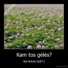 Kam tos gėlės? - Kai bulvės žydi?:)