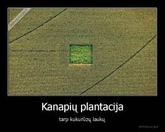 Kanapių plantacija - tarp kukurūzų laukų